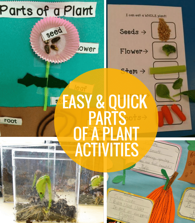 4-easy-and-quick-parts-of-a-plant-activities-teach-junkie